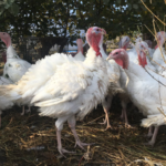 turkey